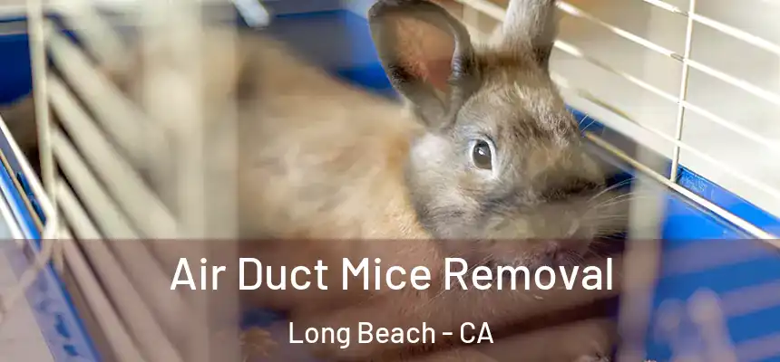 Air Duct Mice Removal Long Beach - CA